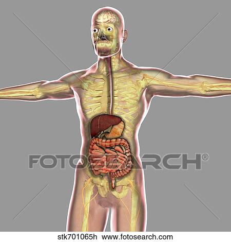 Human digestive system. View Large Illustration Drawing - Human digestive system.. Fotosearch