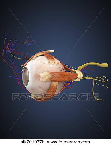 Human eye with muscles and circulatory system. View Large Illustration Drawing - Human eye with muscles and circulatory system.. Fotosearch