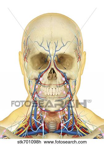 Human face and neck area with nervous system, lymphatic system and circulatory system. View Large Illustration Drawing - Human face and neck area with nervous system, lymphatic system and circulatory system.. Fotosearch