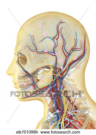 Human face and neck area with nervous system, lymphatic system and circulatory system. View Large Illustration Drawing - Human face and neck area with nervous system, lymphatic system and circulatory system.. Fotosearch