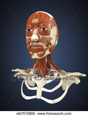 Human face with bone and muscles. View Large Illustration Drawing - Human face with bone and muscles.. Fotosearch