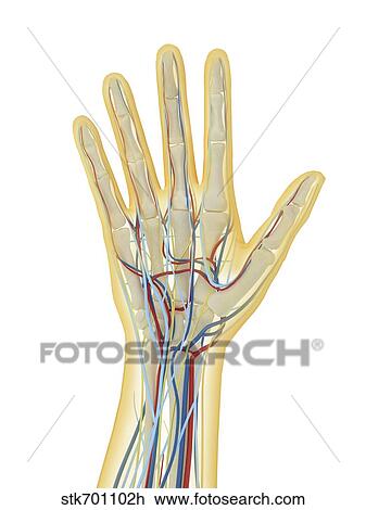 Human hand with nervous system, lymphatic system and circulatory system. View Large Illustration Drawing - Human hand with nervous system, lymphatic system and circulatory system.. Fotosearch