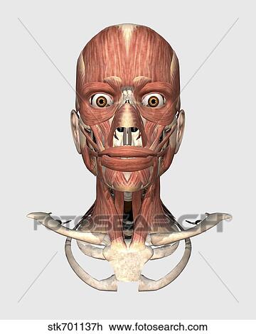 Human head showing bone and muscles. View Large Illustration Drawing - Human head showing bone and muscles.. Fotosearch
