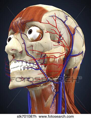 Human head with bone, muscles and circulatory system. View Large Illustration Drawing - Human head with bone, muscles and circulatory system.. Fotosearch