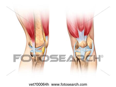 Drawing - Human knee cutaway illustration.. Fotosearch