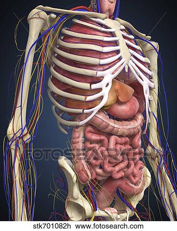 Human midsection with internal organs. View Large Illustration Drawing - Human midsection with internal organs.. Fotosearch