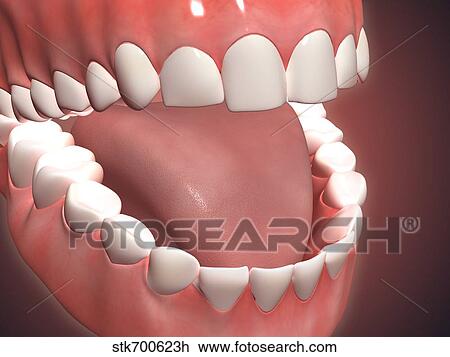 Drawing - Human mouth open, showing teeth, gums and tongue.. Fotosearch