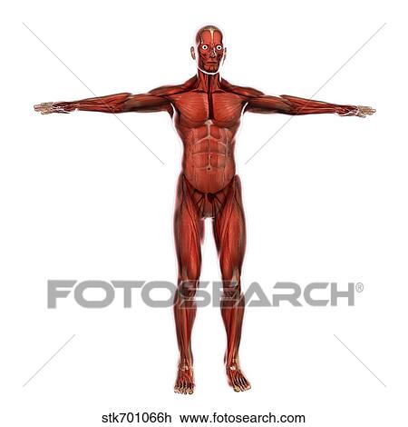 Human muscular system. View Large Illustration Drawing - Human muscular system.. Fotosearch