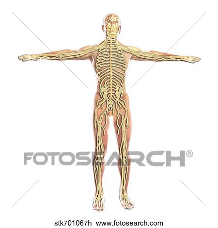 Human nervous system. View Large Illustration Drawing - Human nervous system.. Fotosearch
