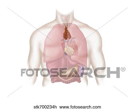 Human respiratory and digestive system. View Large Illustration Drawing - Human respiratory and digestive system.. Fotosearch