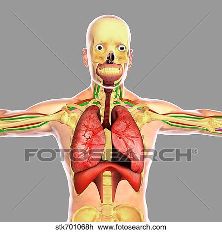 Human respiratory system. View Large Illustration Drawing - Human respiratory system.. Fotosearch