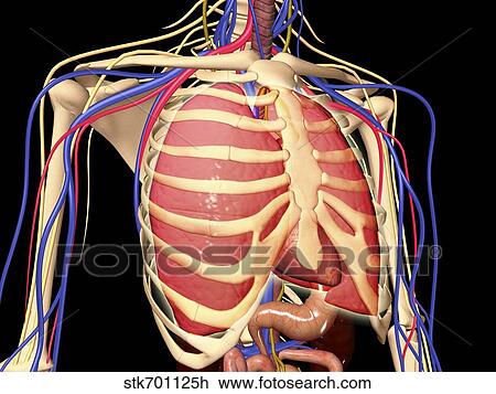 Human Rib Cage With Lungs And Nervous System Drawing Stk701125h Fotosearch