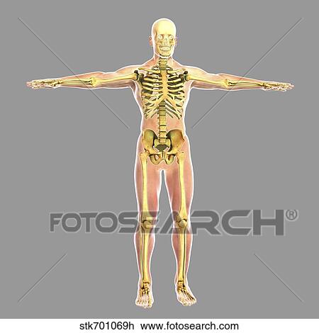 Human skeletal system. View Large Illustration Drawing - Human skeletal system.. Fotosearch