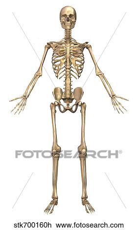 Human skeletal system, front view. View Large Illustration Drawing - Human skeletal system, front view.. Fotosearch