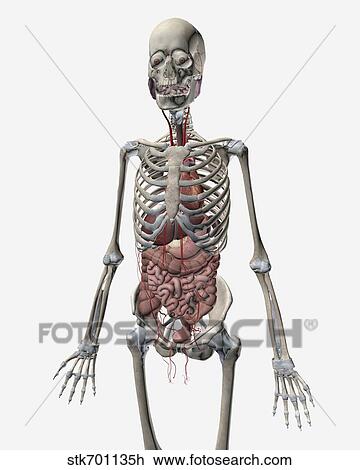 Drawing - Human skeletal system with organs of the digestive system visible.. Fotosearch