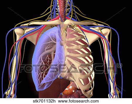 Human Skeleton Showing A Transparent Lung With Surrounding Rib Cage Drawing Stk701132h Fotosearch