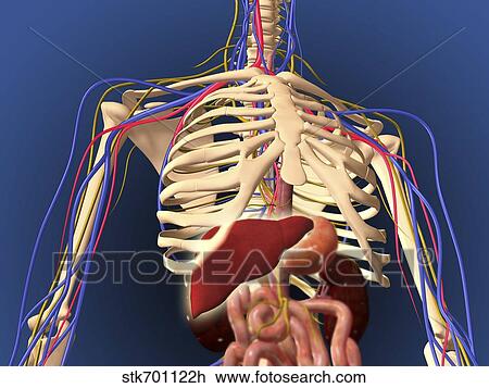 Human skeleton showing digestive system and nervous system. View Large Illustration Drawing - Human skeleton showing digestive system and nervous system.. Fotosearch