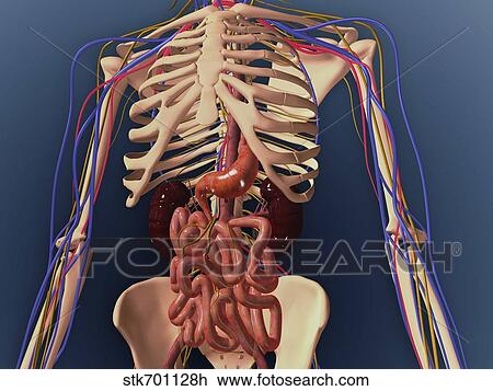 Human skeleton showing kidney, stomach and intestines View Large Illustration Drawing - Human skeleton showing kidney, stomach and intestines. Fotosearch