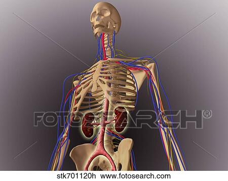 Human skeleton showing kidneys and nervous system. View Large Illustration Drawing - Human skeleton showing kidneys and nervous system.. Fotosearch