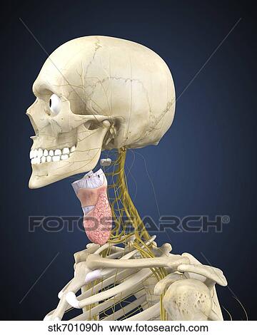 Human skeleton with nervous system and larynx organ of neck. View Large Illustration Drawing - Human skeleton with nervous system and larynx organ of neck.. Fotosearch