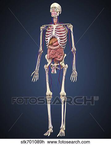 Human skeleton with organs and circulatory system. View Large Illustration Drawing - Human skeleton with organs and circulatory system.. Fotosearch