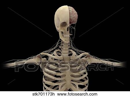 Drawing - Human skeleton with transectional view of skull exposing the brain.. Fotosearch