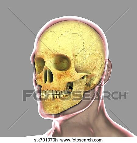 Drawing - Human skull.. Fotosearch