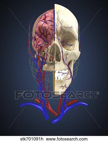 Human skull showing brain and circulatory system. View Large Illustration Drawing - Human skull showing brain and circulatory system.. Fotosearch