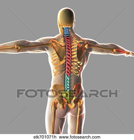 Human spinal cord. View Large Illustration Drawing - Human spinal cord.. Fotosearch
