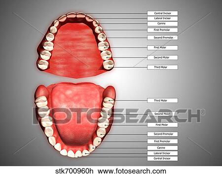Drawing - Human teeth structure with labels.. Fotosearch