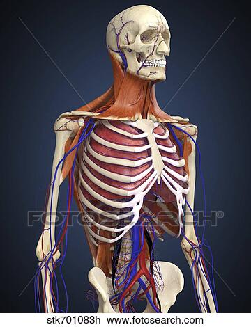 Human upper body showing bones, lungs and circulatory system. View Large Illustration Drawing - Human upper body showing bones, lungs and circulatory system.. Fotosearch