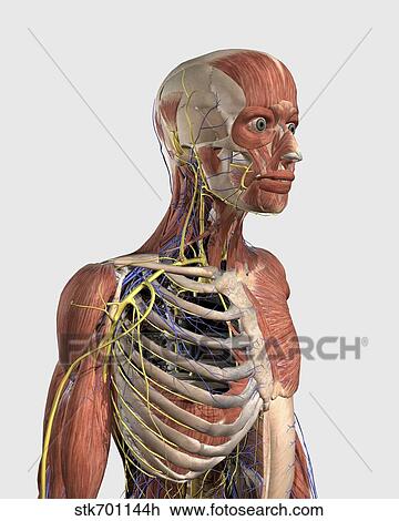 Human upper body showing muscle parts, axial skeleton, veins and nerves. View Large Illustration Drawing - Human upper body showing muscle parts, axial skeleton, veins and nerves.. Fotosearch