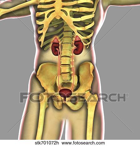 Human urinary system. View Large Illustration Drawing - Human urinary system.. Fotosearch