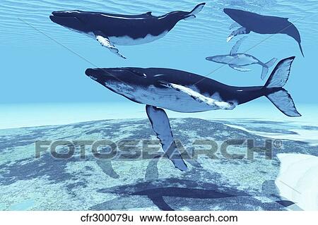 Humpback whales swim together on their migration route. View Large Illustration Stock Illustration - Humpback whales swim together on their migration route.. Fotosearch