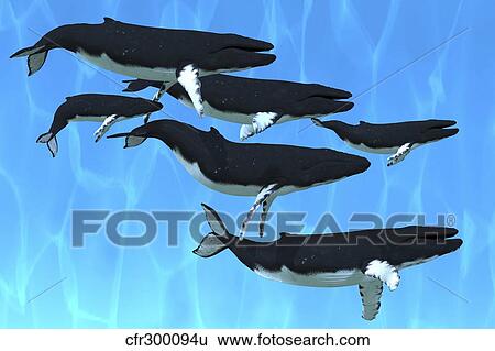 Stock Illustration - Humpback whales swim together on their migration route.. Fotosearch