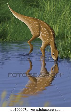 Hypsilophodon drinking water from a prehistoric lake. View Large Illustration Stock Illustration - Hypsilophodon drinking water from a prehistoric lake.. Fotosearch
