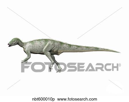 Hypsilophodon foxii, Early Cretaceous of England. View Large Illustration Stock Illustration - Hypsilophodon foxii, Early Cretaceous of England.. Fotosearch