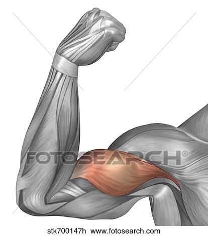 Illustration of a flexed arm showing bicep muscle. View Large Illustration Drawing - Illustration of a flexed arm showing bicep muscle.. Fotosearch