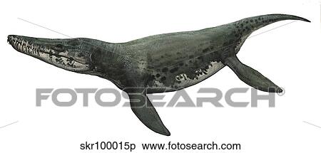 Illustration of a Kronosaurus from the prehistoric era. View Large Illustration Stock Illustration - Illustration of a Kronosaurus from the prehistoric era.. Fotosearch
