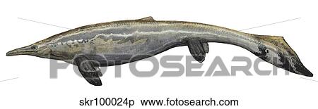 Illustration of a Plotosaurus from the Cretaceous period. View Large Illustration Stock Illustration - Illustration of a Plotosaurus from the Cretaceous period.. Fotosearch