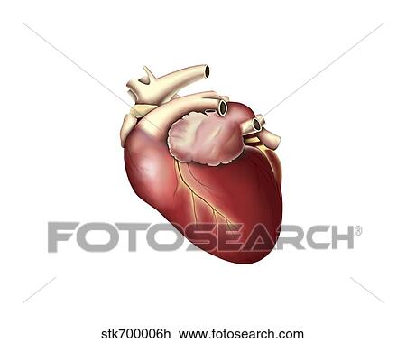 Illustration of human heart. View Large Illustration Drawing - Illustration of human heart.. Fotosearch