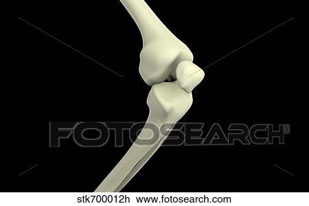 Drawing - Illustration of knee bone, bending.. Fotosearch