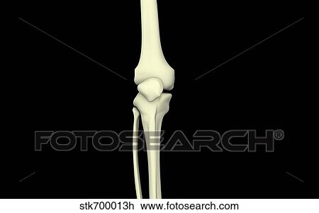 Drawing - Illustration of knee bone, straight.. Fotosearch