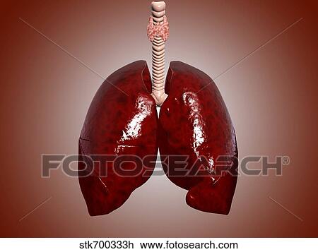 Drawing - Illustration of trachea with lungs.. Fotosearch