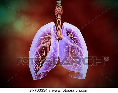 Drawing - Illustration of trachea with lungs, transperancy look.. Fotosearch