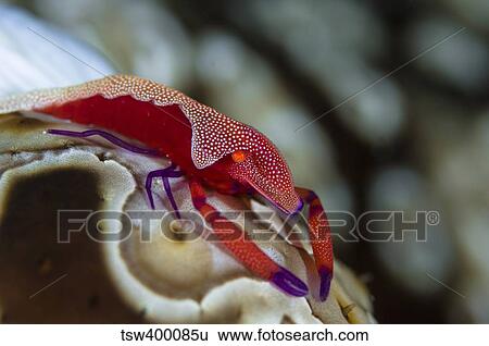 Imperator Commensal Shrimp on Eyed Sea Cucumber. View Large Photo Image Stock Photograph - Imperator Commensal Shrimp on Eyed Sea Cucumber.. Fotosearch