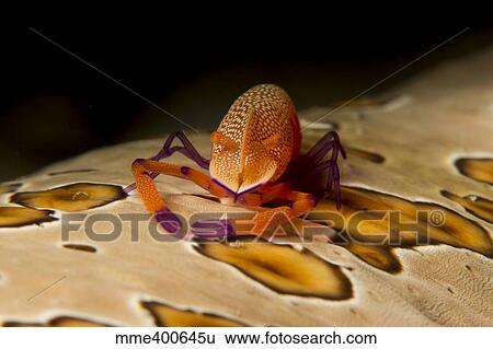 Stock Photograph - Imperial shrimp on beige spotted sea cucumber.. Fotosearch