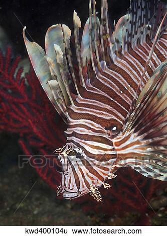 Stock Photograph - Indonesian Lionfish on a wreck site off the coast of North Carolina.. Fotosearch
