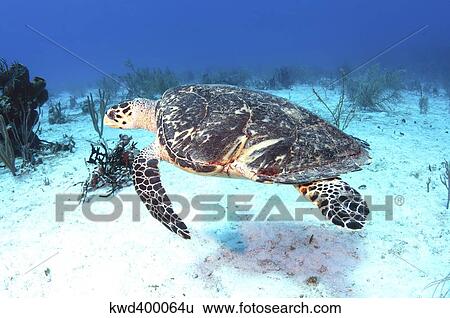 Injured Hawksbill Turtle with damaged shell in Caribbean Sea, Mexico. View Large Photo Image Stock Photograph - Injured Hawksbill Turtle with damaged shell in Caribbean Sea, Mexico.. Fotosearch