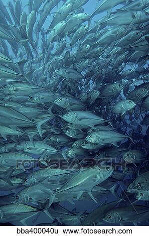 Inside of a school of jack fish, Cabo Pulmo, Mexico. View Large Photo Image Stock Photograph - Inside of a school of jack fish, Cabo Pulmo, Mexico.. Fotosearch